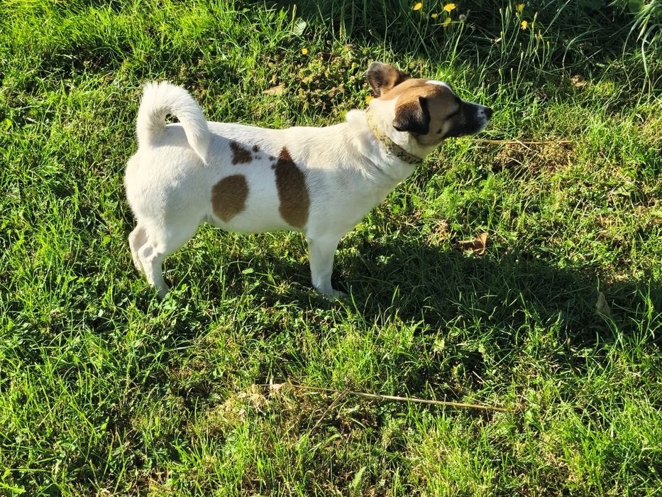 Jack Russell Terrier, suczka