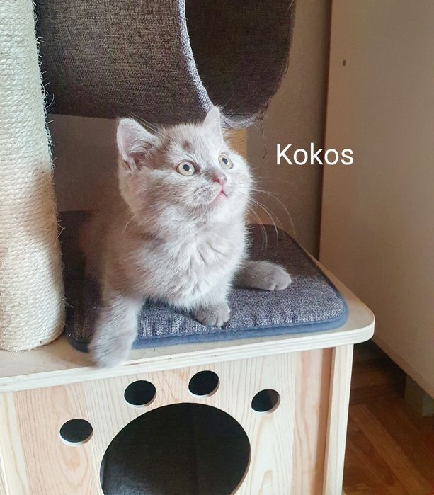 Kocurek brytyjski liliowy