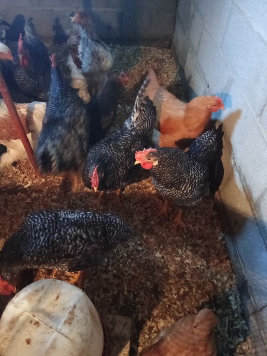 Galos pedrês português