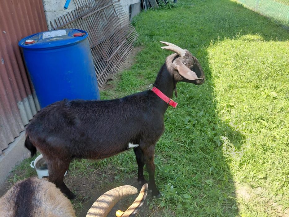 Kozy Alpejskie 2 sztuki z kolczykami