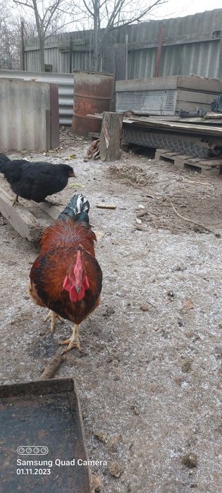 Продам молодого  півня.