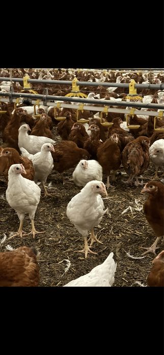 Kury nioski odchówki Rossa 1 Leghorn Lohmann Sandy Isa Brown
