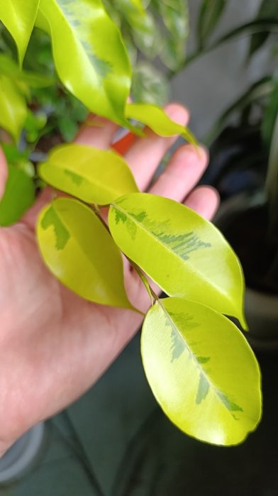 Фікус Бенжаміна сорту Реджинальд та інших 7 сортів