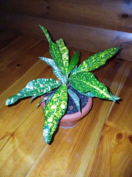 Кротон Gold кімнатна рослина