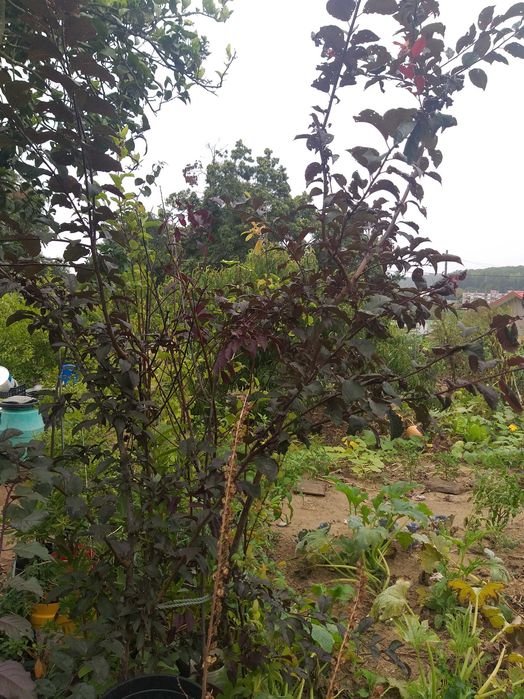 Ameixoeira-dos-jardins (Prunus serasifera)