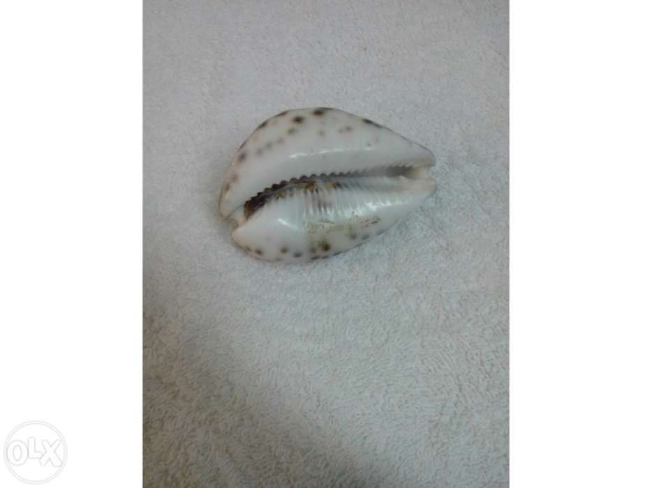 Búzio signo Touro (portes incluídos)