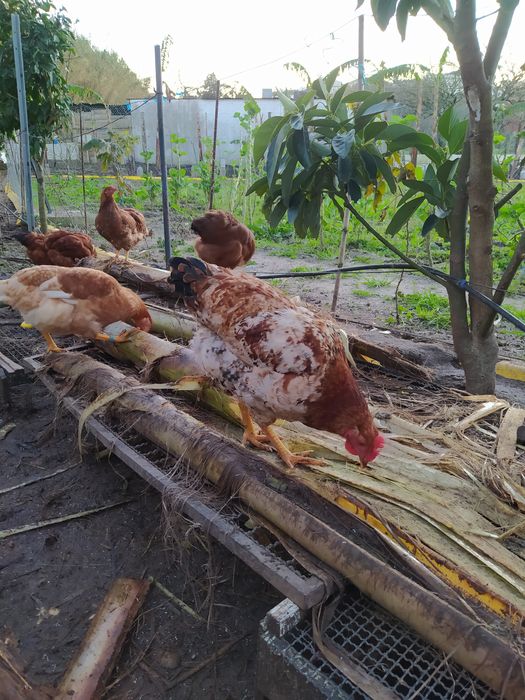 Frangos e Galos  Caseiros
