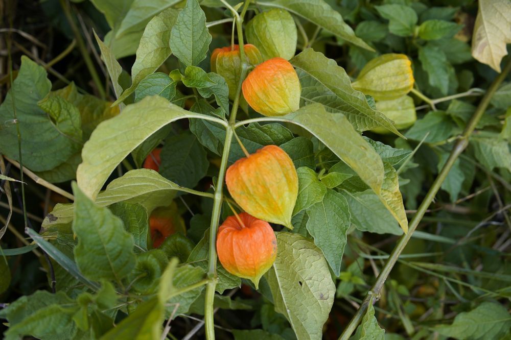 Miechunka Rozdęta (Physalis franchetii) Czerwone Lampiony 2.0L