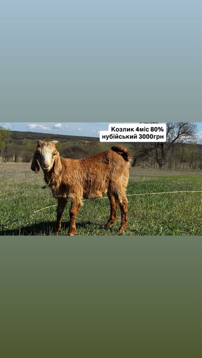 Кози. Нубійські. Зааненські. Альпійські