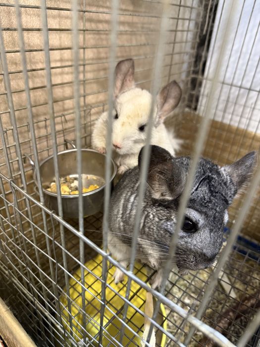 Шиншила /пара плодоносні