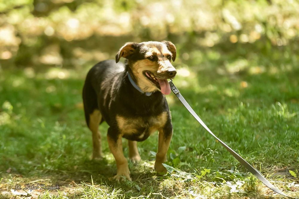 Bunia szuka kochającego domu!