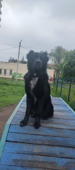 Кинолог дрессировка собак