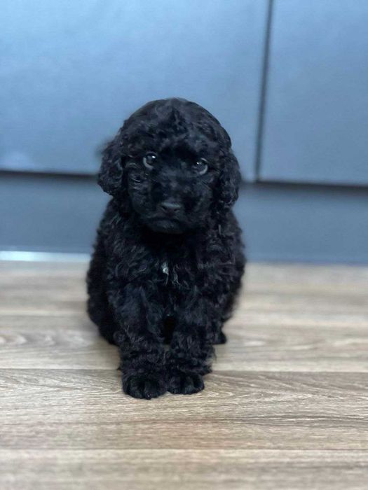 Елітний той-пудель — маленьке диво з великим серцем!
