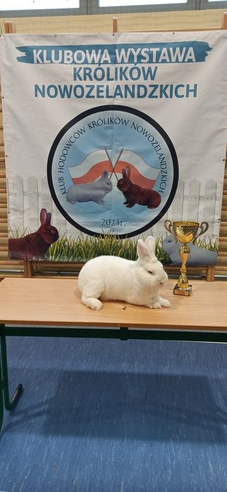 Nowozelandzki Biały