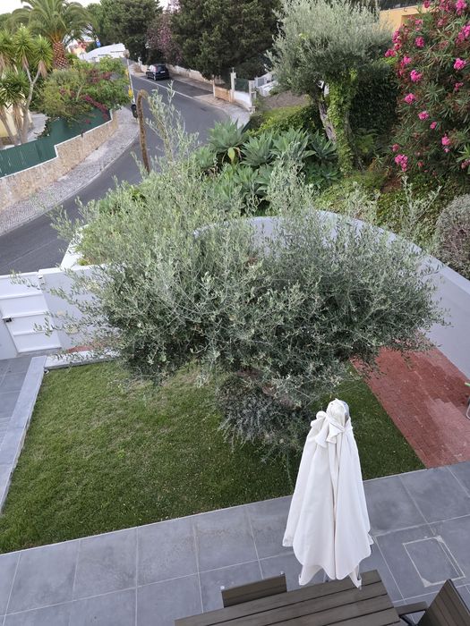 Pretende-se Serviço de Jardinagem em Oeiras