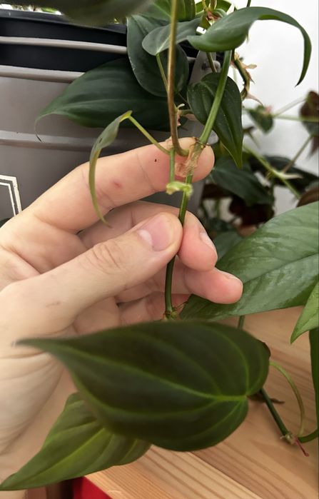 Philodendron Scandens, micans e ep cebu blue