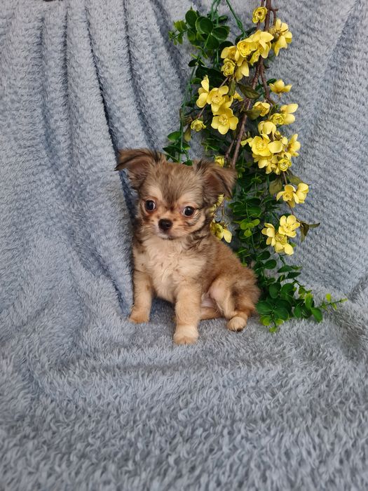 Excecional super mini pelo longo Chihuahua/Chiuaua de Qualidade