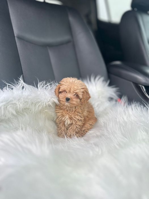Mini Imperial Maltipoo – королівська розкіш. Мальтіпу ф1