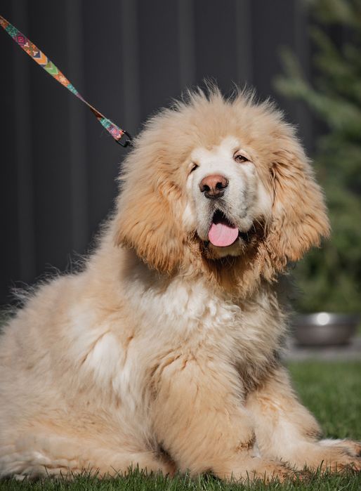 Тібетський мастиф