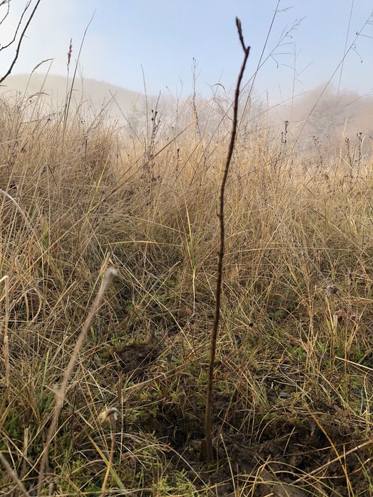 Садженці .Смерека-20грн,Бук-120грн,Ясінь-420грнДуб-180гр Ліщина-120грн