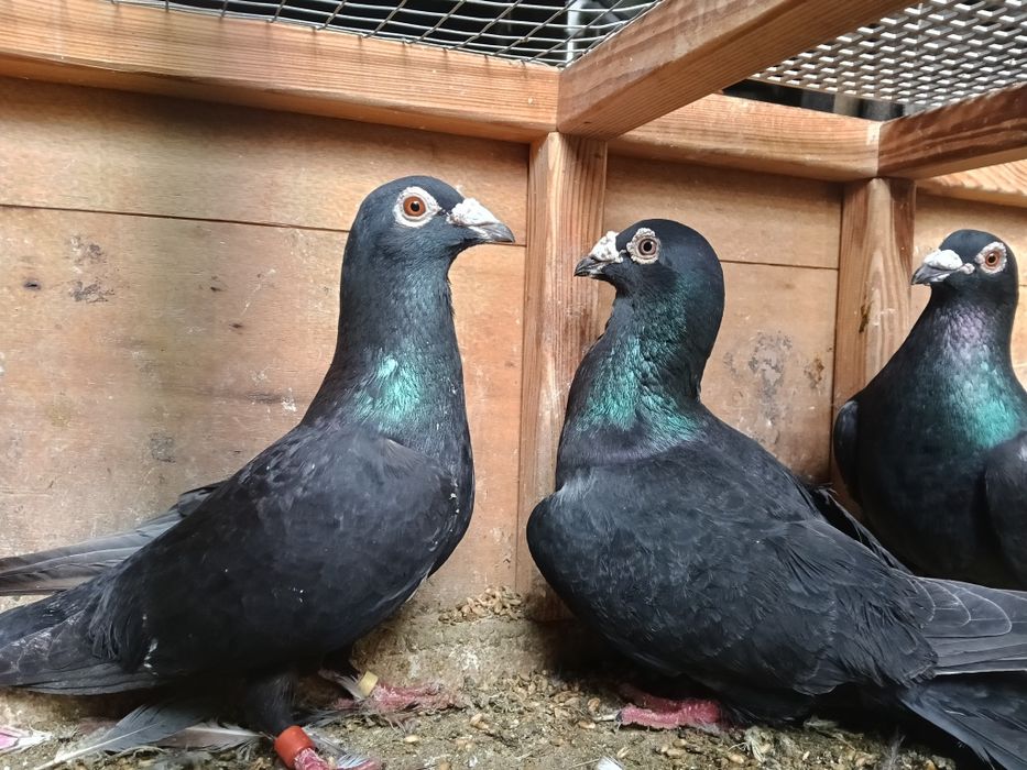 Gołębie pocztowe czarne