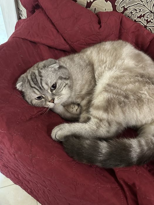 Неймовірний котик чекає дівчинку у гості:)