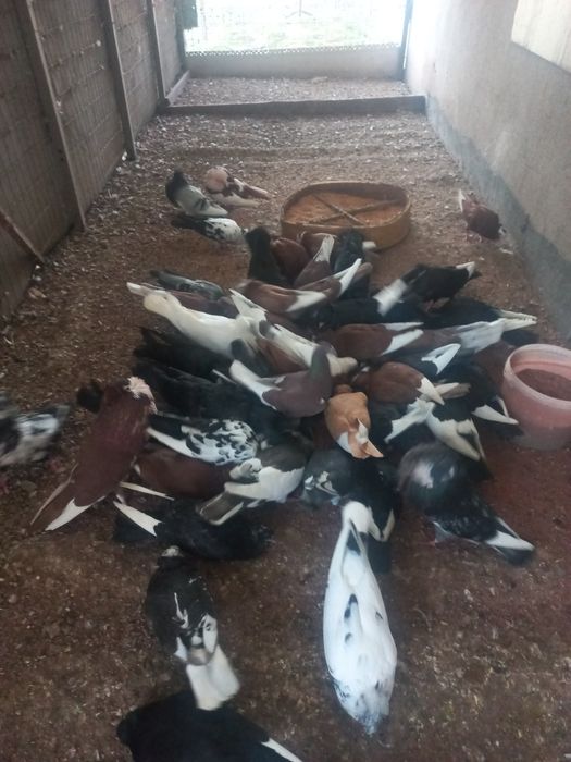 Gołębie  sztaficery