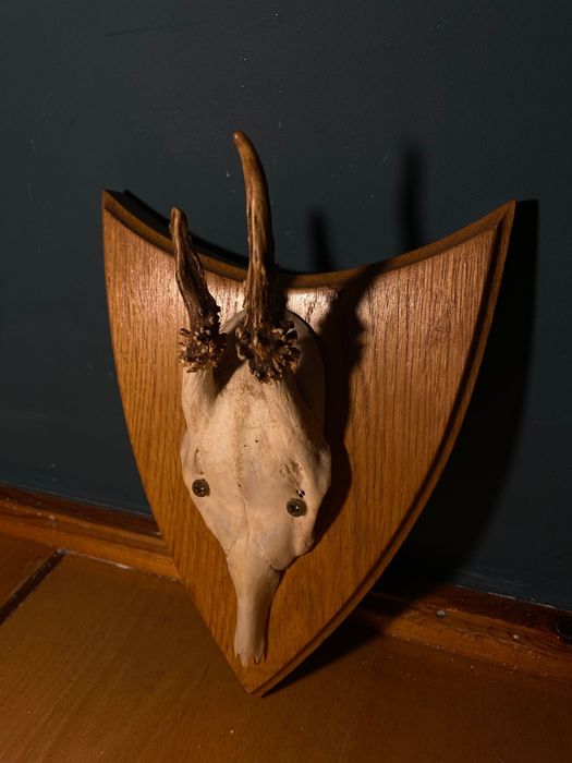 Zdobycz myśliwska, rogi