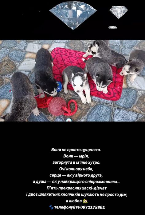 Сибірські хаскі шукають дім!