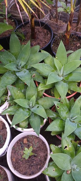 Agaves boa qualidade