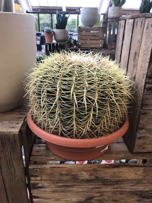 Planta cacto picos , tamanho grande e muito bonito