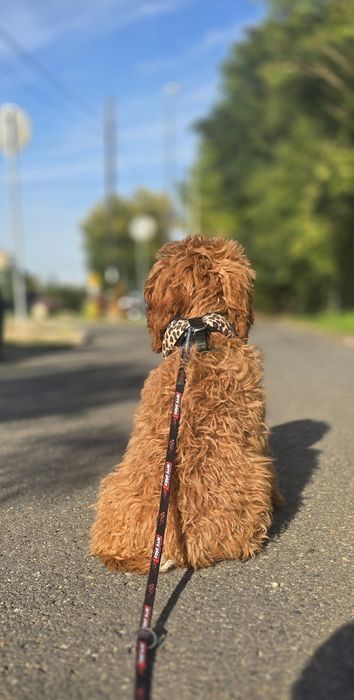 Cockapoo/ dziewczynka