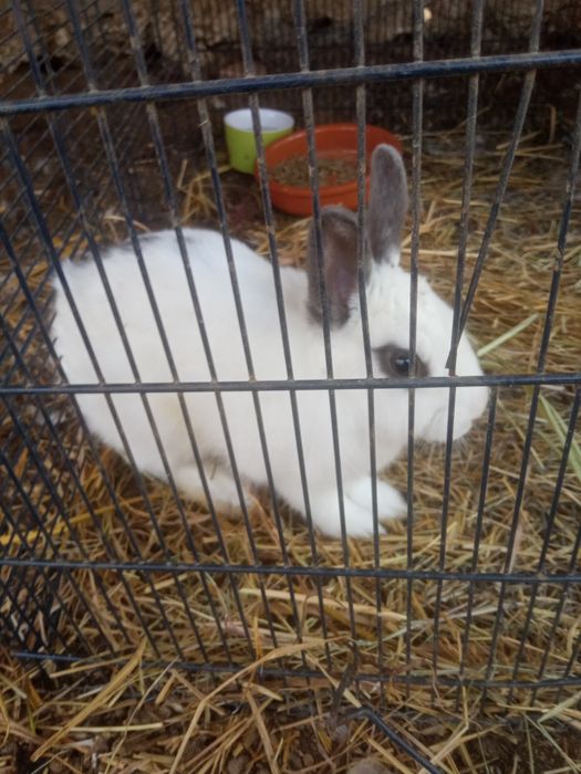 Mini Coelhinho Exótico