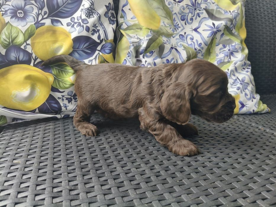 Cocker spaniel angielski szczeniaczki