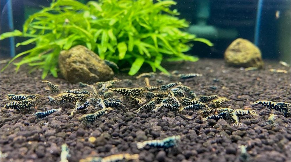 Black Galaxy  Fishbone Caridina
