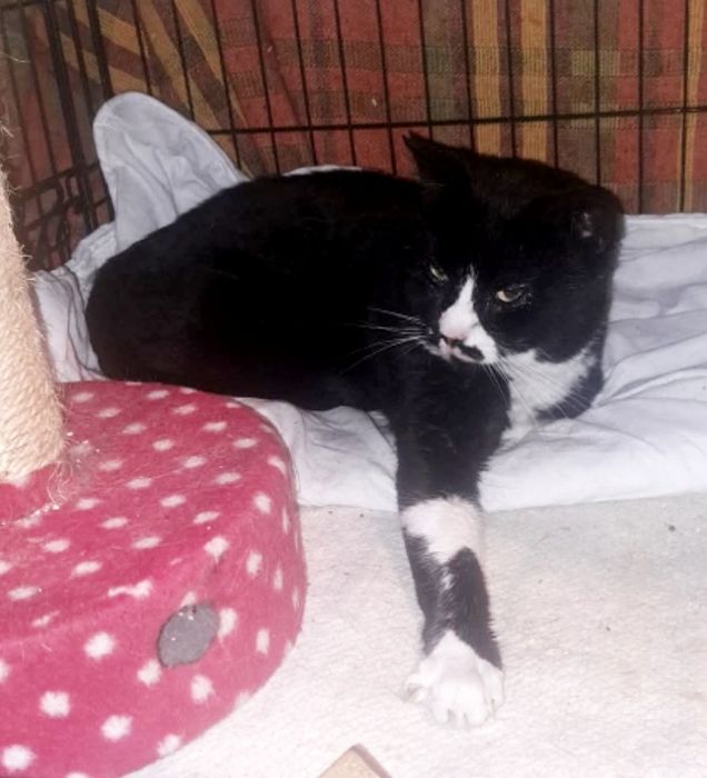 Dżeki kotek FELV+ pilnie potrzebuje domku