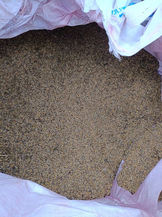 Owies jary big bagi i worki