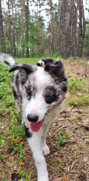 Border Collie suczka blue merle