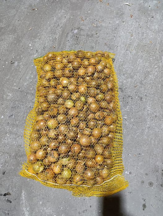 Cebula drobna 35-50mm