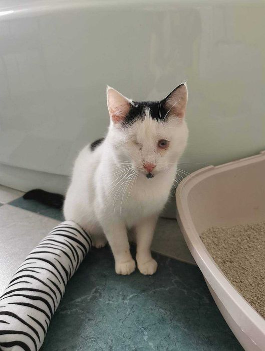 Miłość jest ślepa