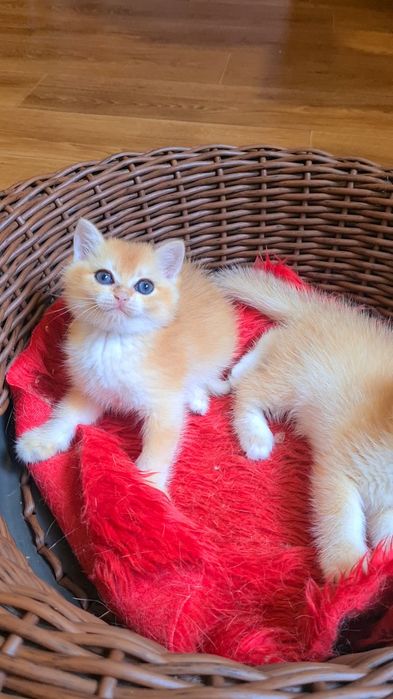 Самые красивые золотые шиншиллы