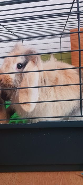 Casal coelhos anões + Gaiola Grande