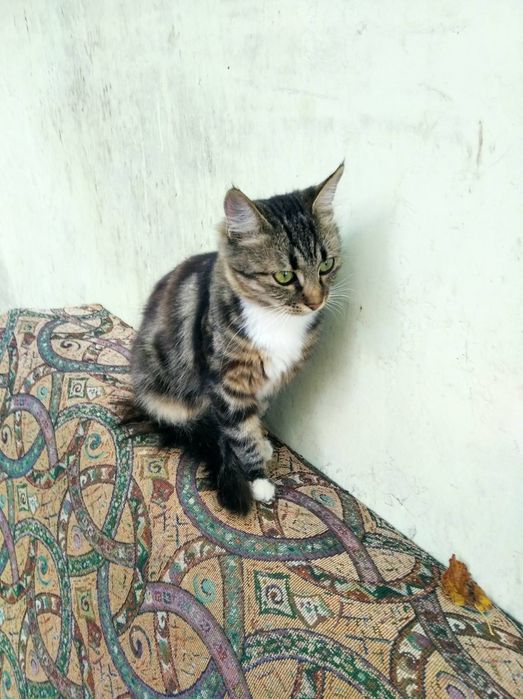 Віддамо в добрі руки!