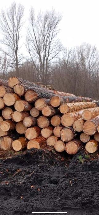 Пиломатериали Кругляк