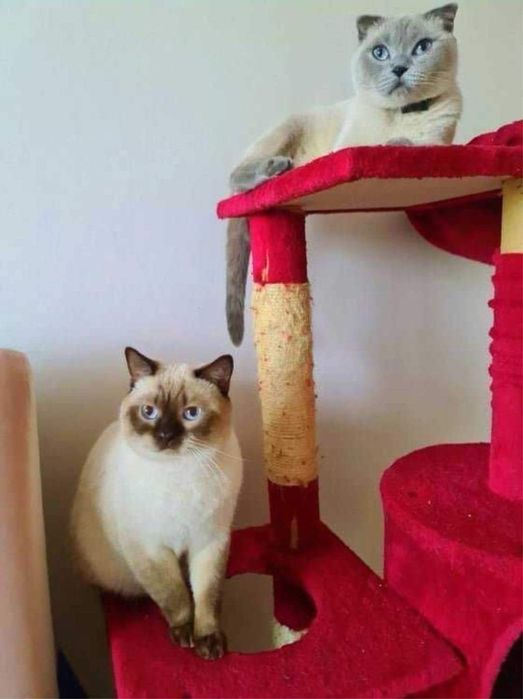 Kocurek Szkocki Fold czekoladowy colorpoint