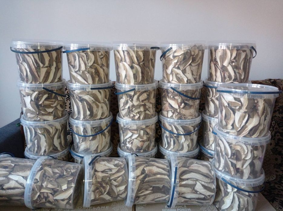 Гриби білі без піску Закарпаття