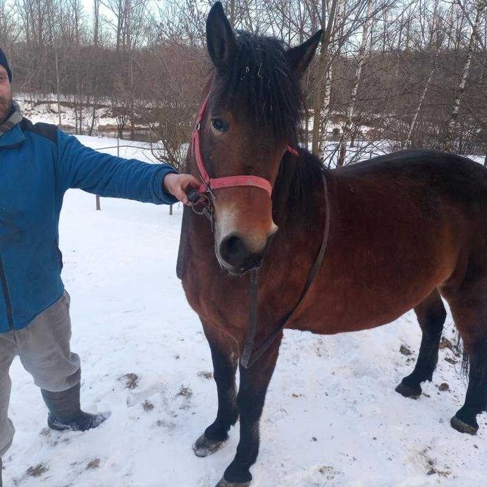 Klacz huculska zajeżdżona