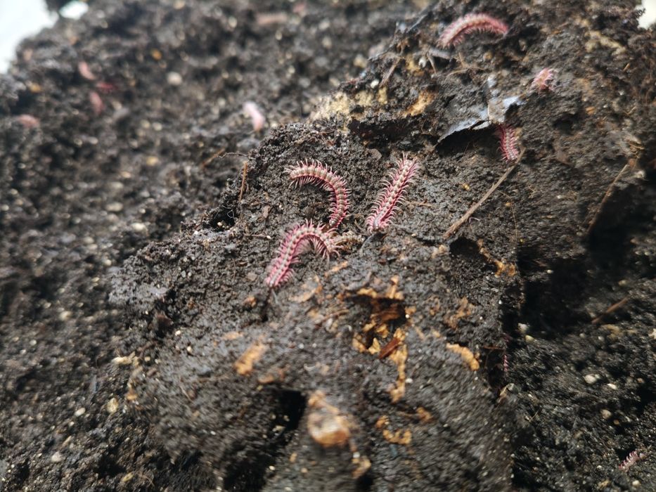 Desmoxytes planata – różowe krocionogi (dragon millipede)