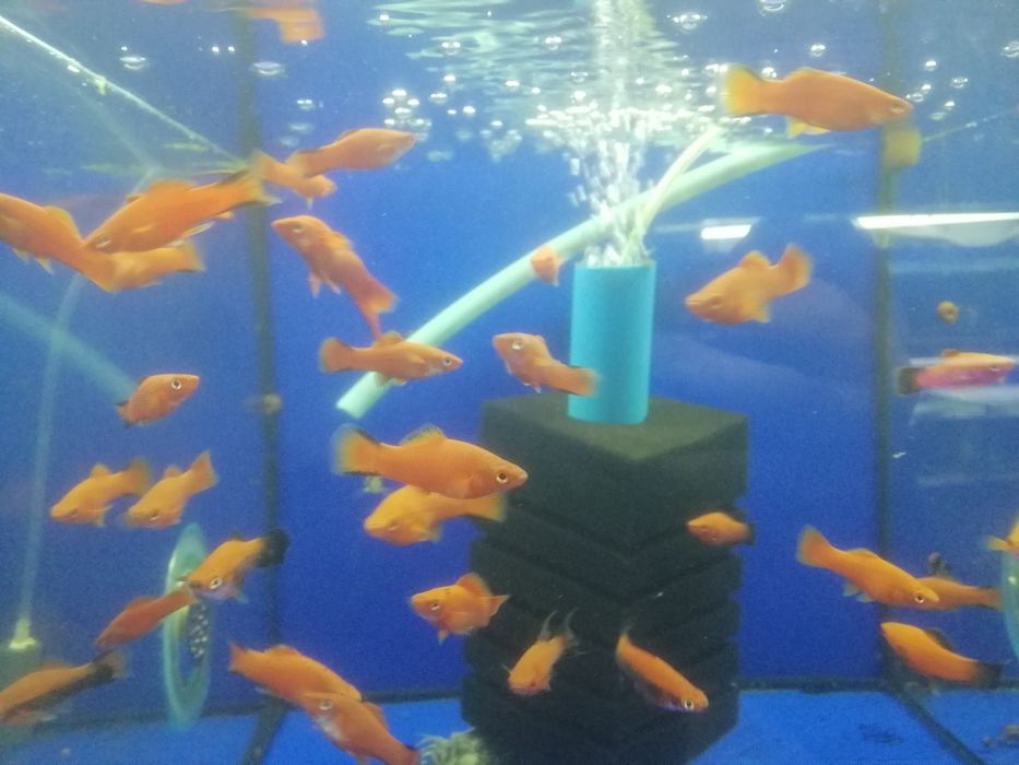 Живородящие аквариумные рыбки меченосцы, молинезии, гуппи