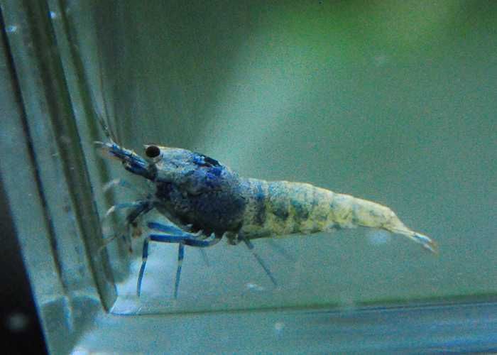 Krewetki Steel Blue / Blue Bolt